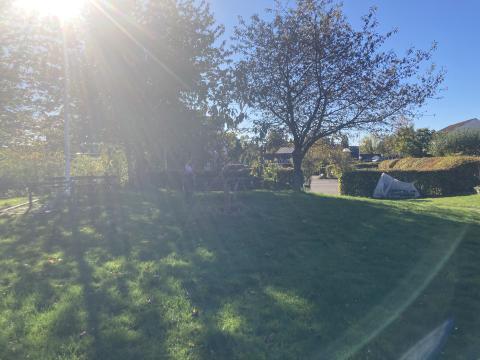 Sol i haven, kirsebærtræer.