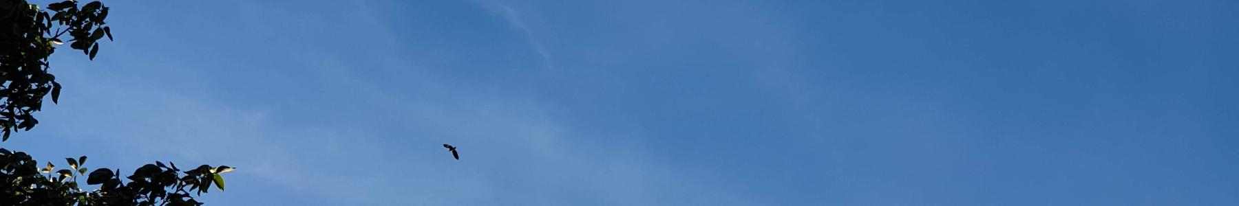 Fugl svævende højt over Kilens have.